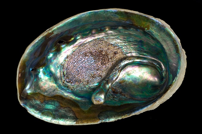 Жемчуг abalone Жемчуг abalone