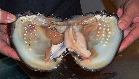 mollusk