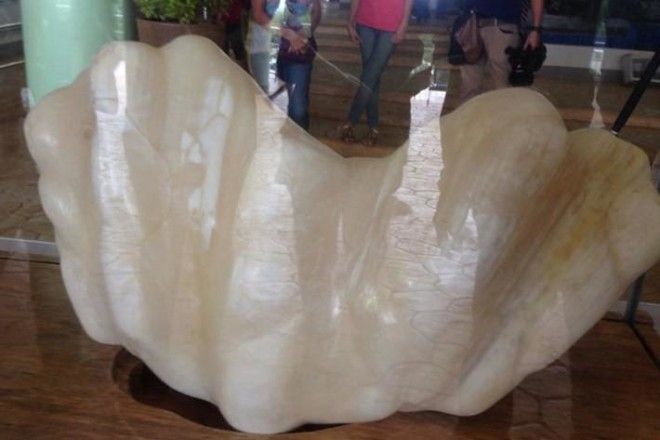 Самая крупная жемчужина Самая крупная жемчужина