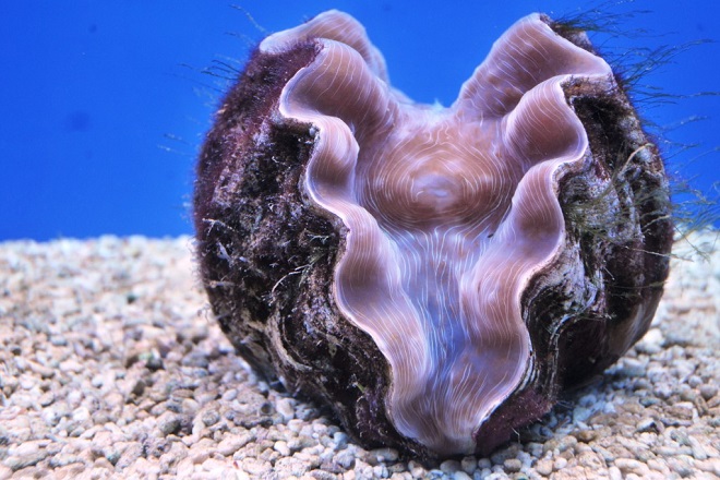 Двустворчатые морские моллюски Двустворчатые морские моллюски